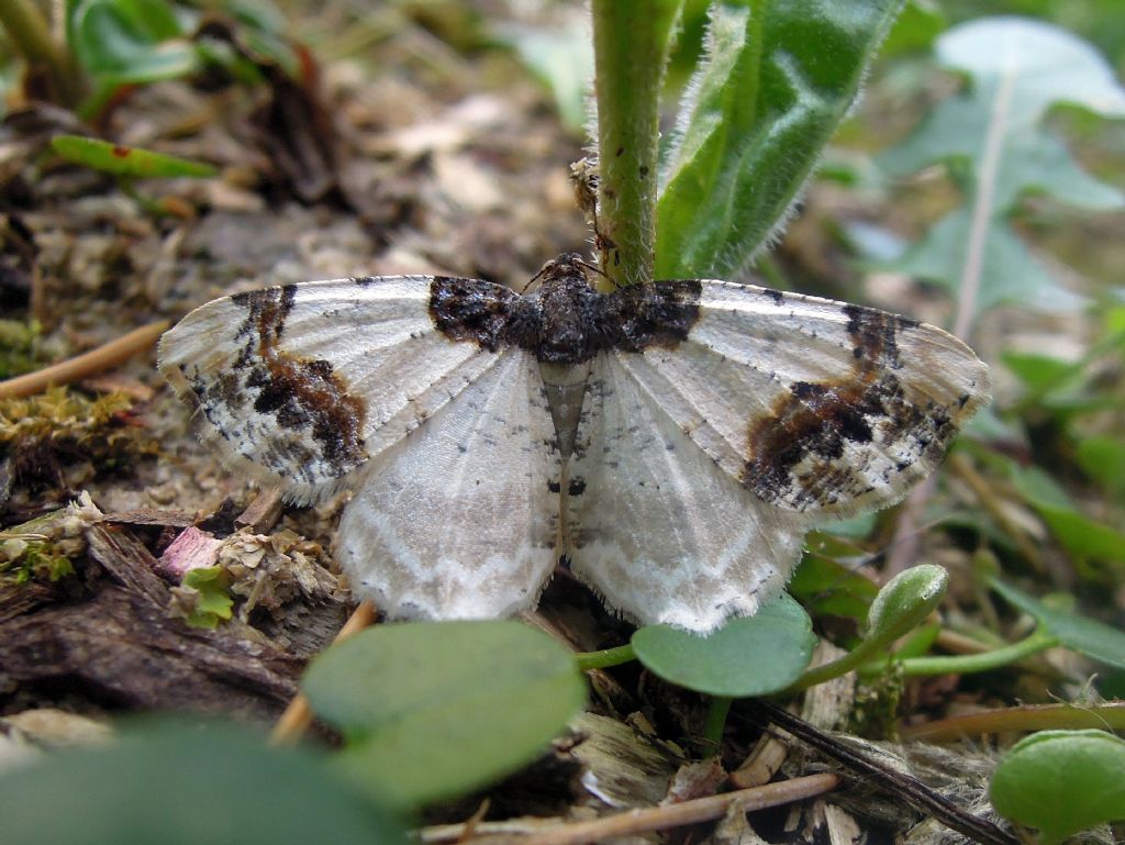 Ligdia adustata (geometridae)